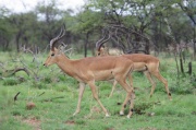 impala (10)